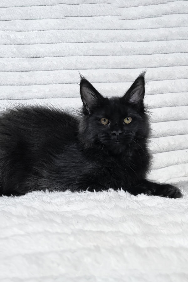 Lika | Maine Coon Kitten