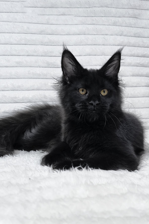 Lika | Maine Coon Kitten