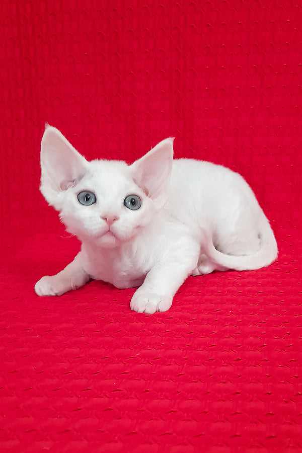 Lili | Devon Rex Kitten