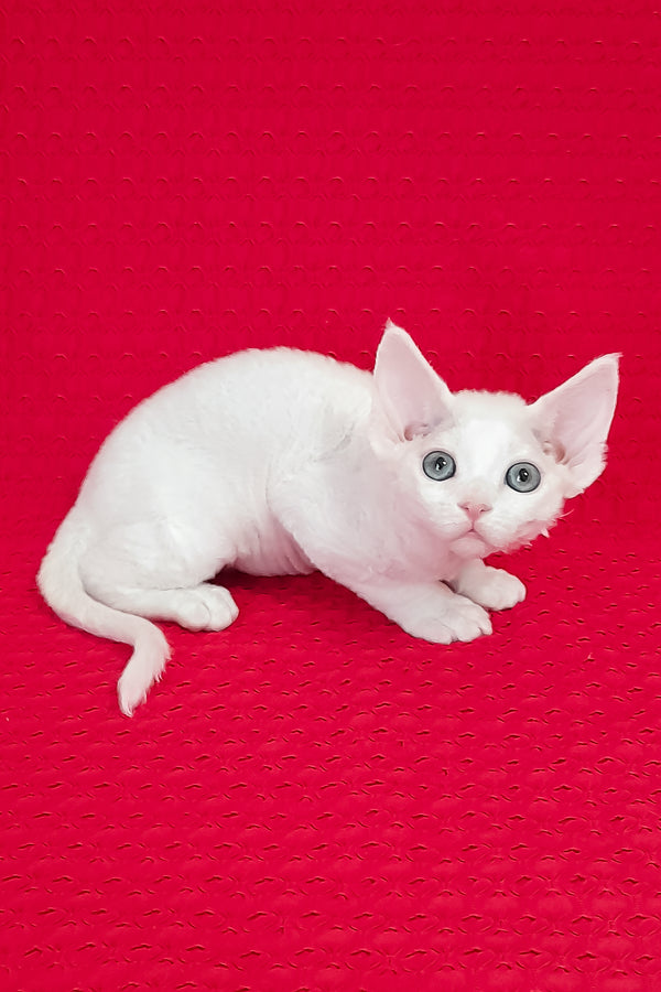 Lili | Devon Rex Kitten