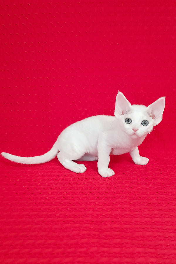 Lili | Devon Rex Kitten