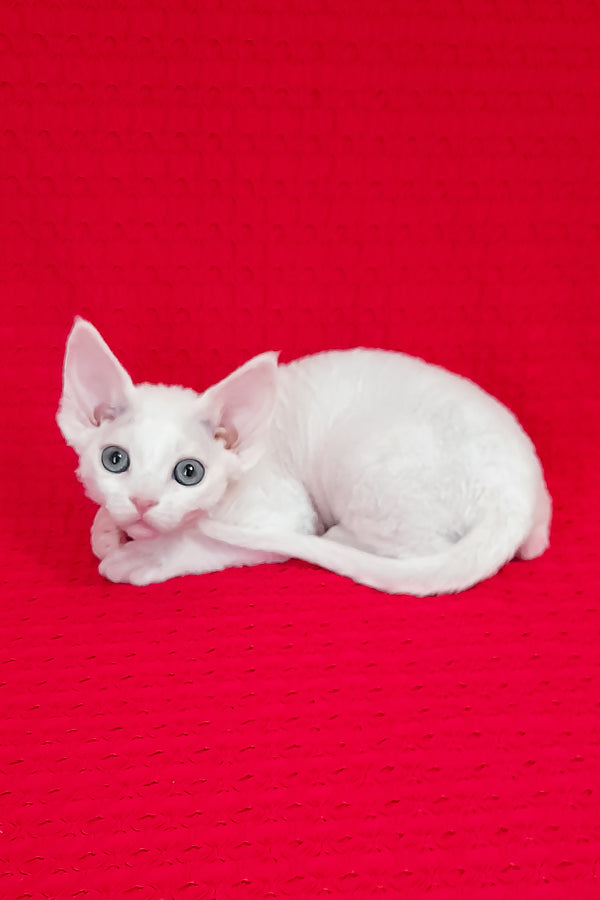 Lili | Devon Rex Kitten