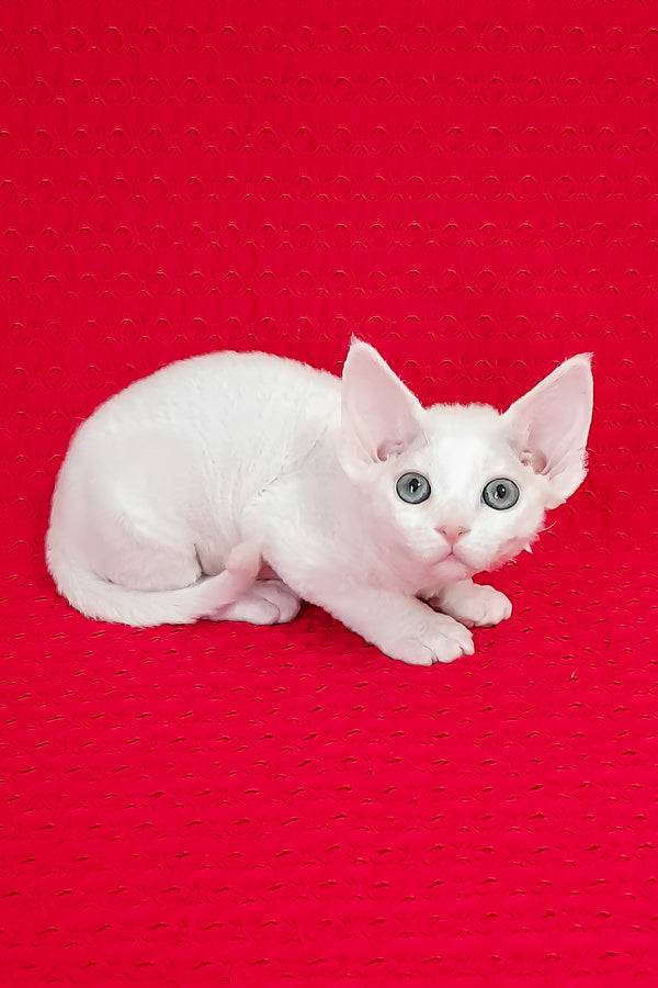 Lili | Devon Rex Kitten