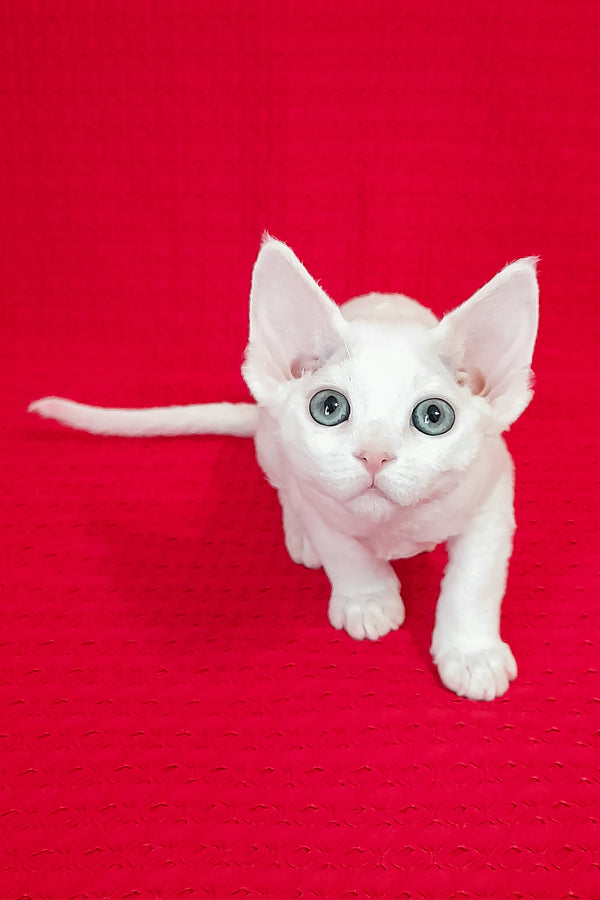 Lili | Devon Rex Kitten