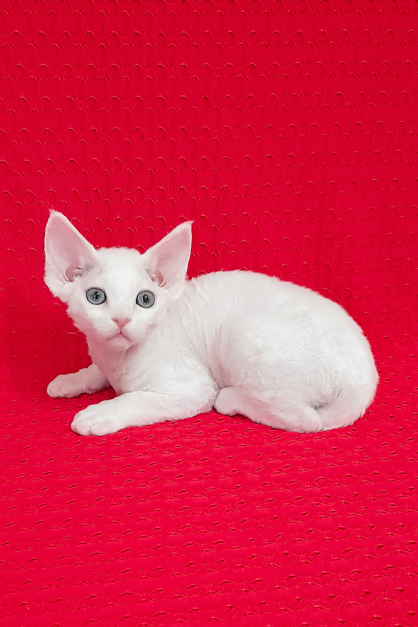 Lili | Devon Rex Kitten