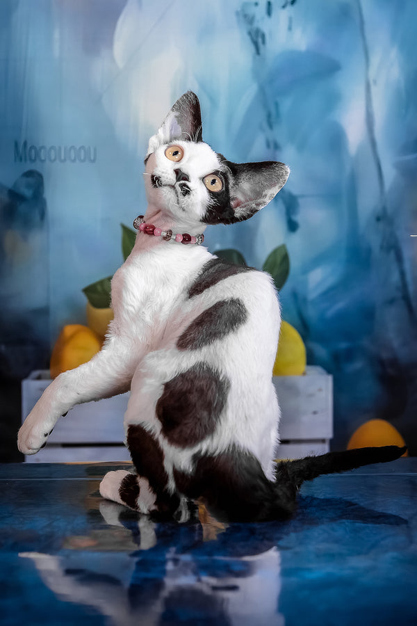 Lilu | Devon Rex Kitten