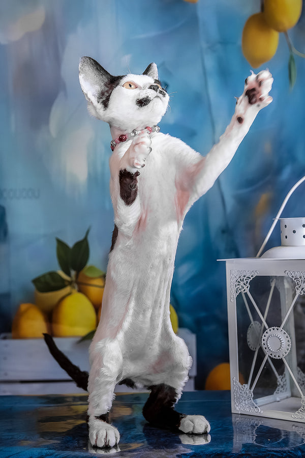 Lilu | Devon Rex Kitten