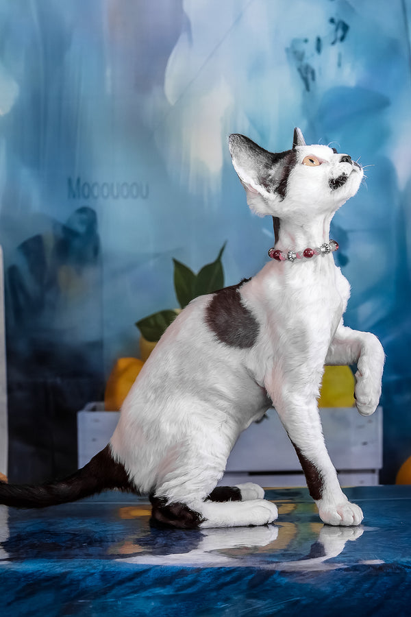 Lilu | Devon Rex Kitten
