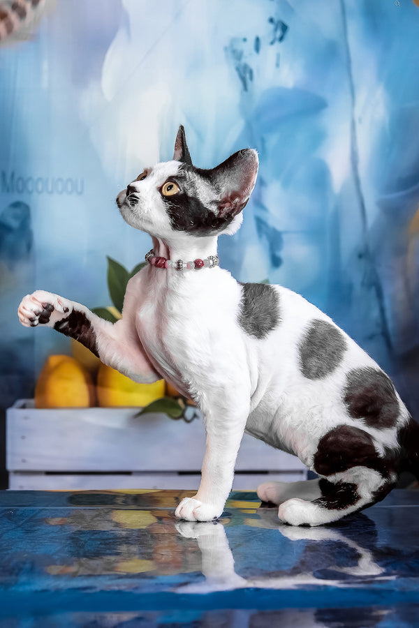 Lilu | Devon Rex Kitten