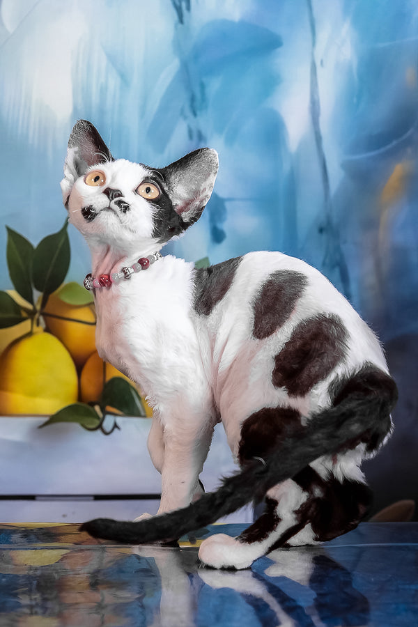 Lilu | Devon Rex Kitten