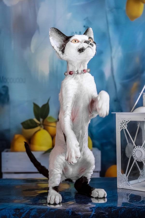 Lilu | Devon Rex Kitten