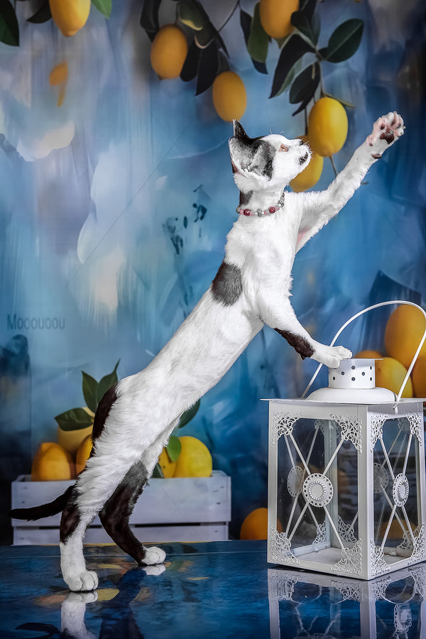 Lilu | Devon Rex Kitten