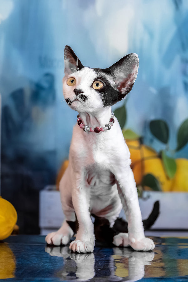 Lilu | Devon Rex Kitten