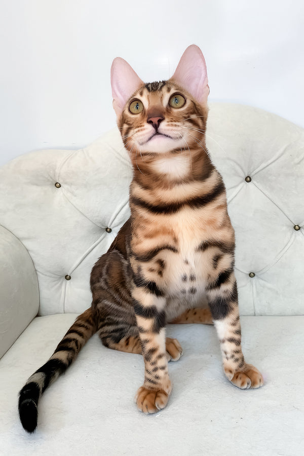 Lilu | Bengal Kitten