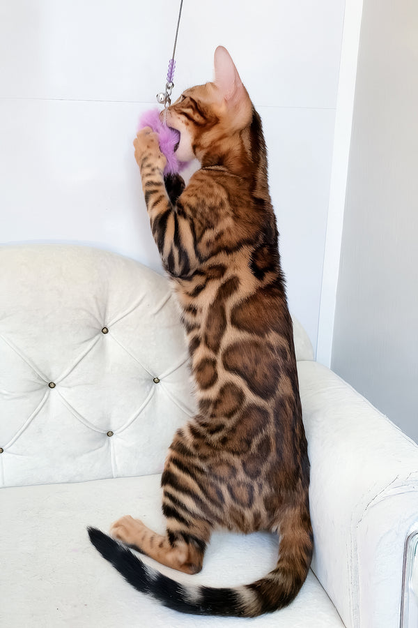 Lilu | Bengal Kitten