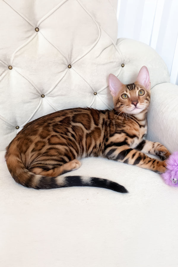 Lilu | Bengal Kitten