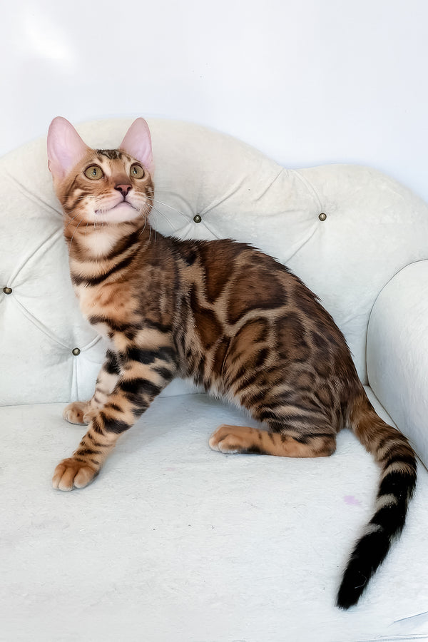Lilu | Bengal Kitten
