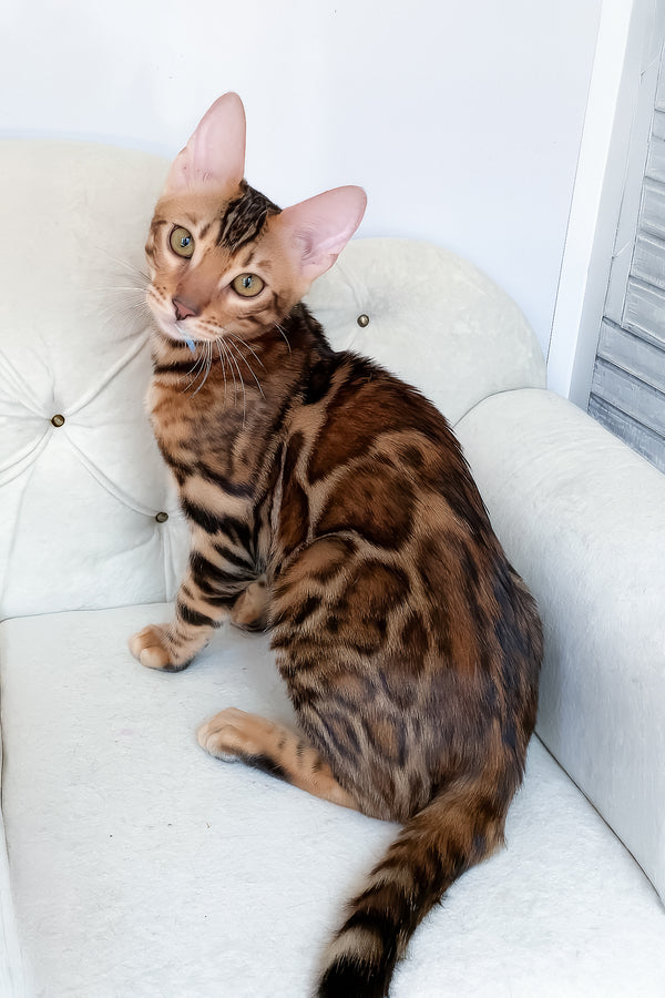 Lilu | Bengal Kitten