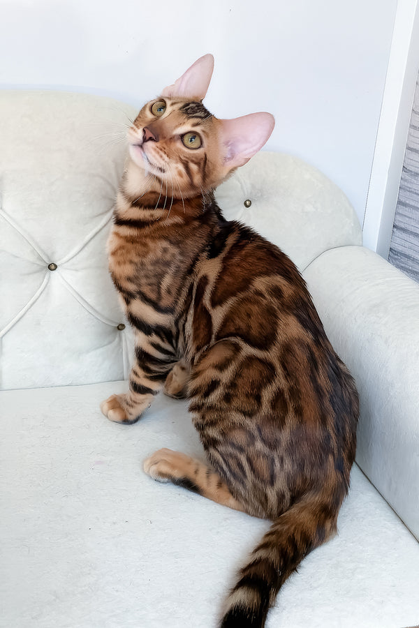 Lilu | Bengal Kitten