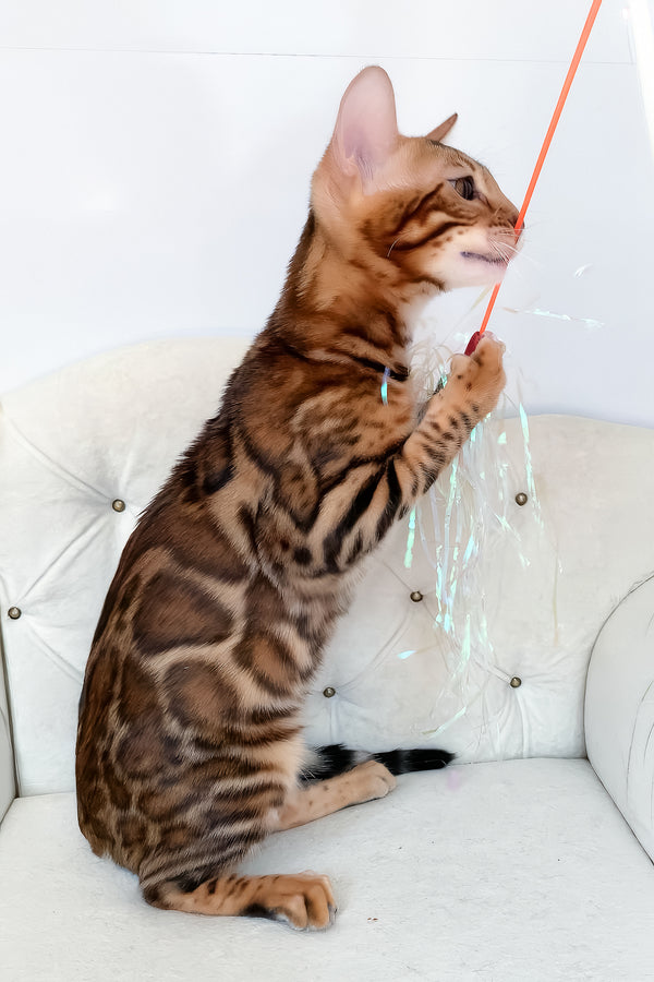 Lilu | Bengal Kitten