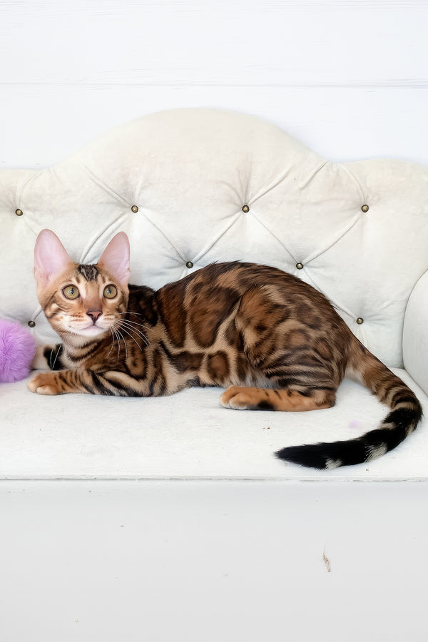 Lilu | Bengal Kitten