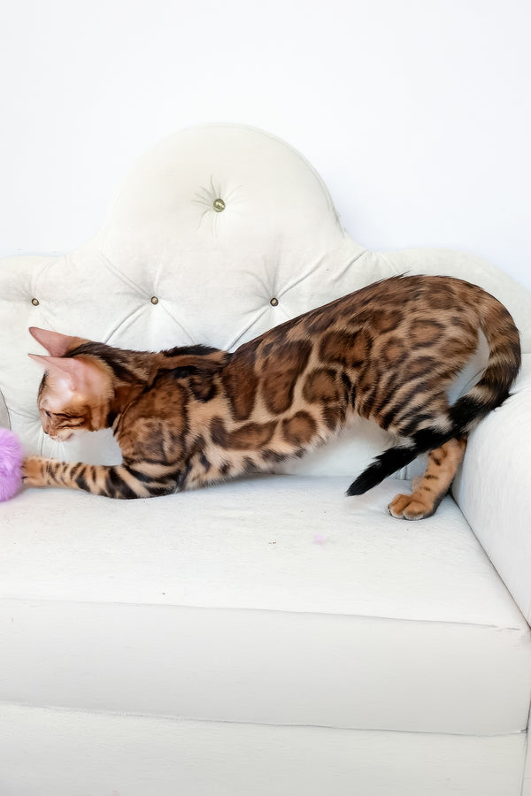 Lilu | Bengal Kitten