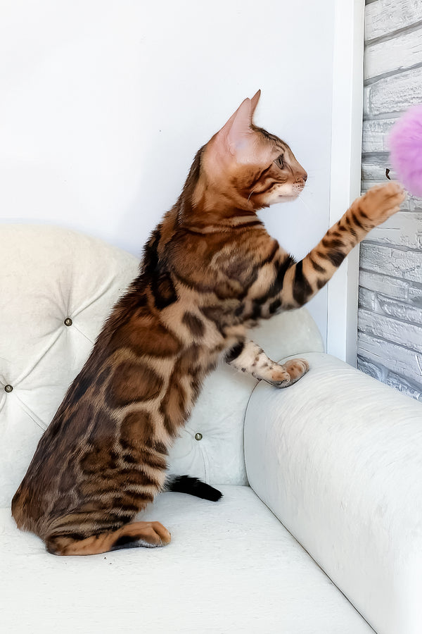 Lilu | Bengal Kitten