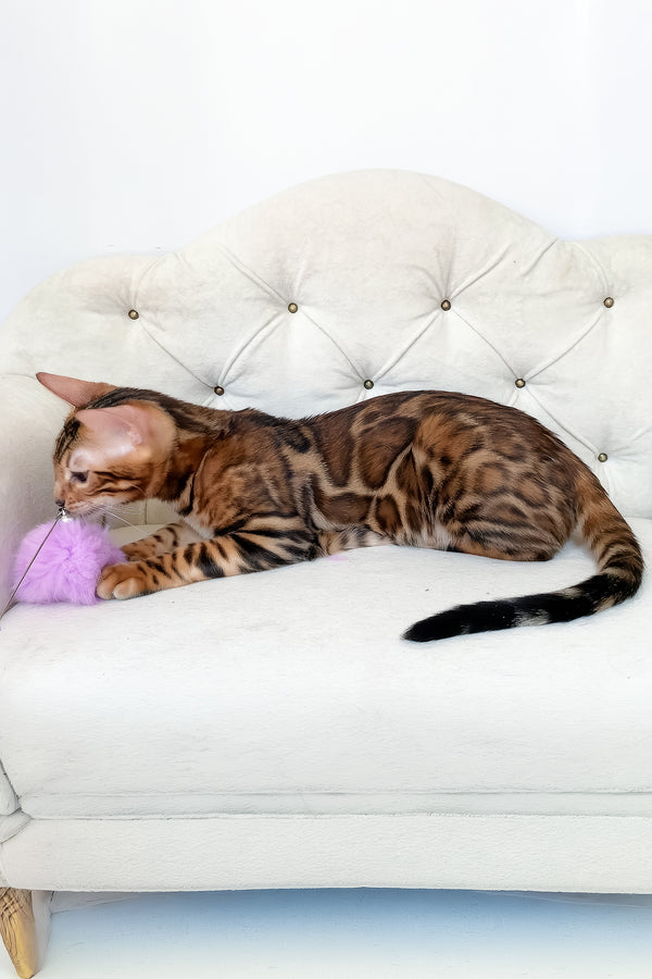 Lilu | Bengal Kitten