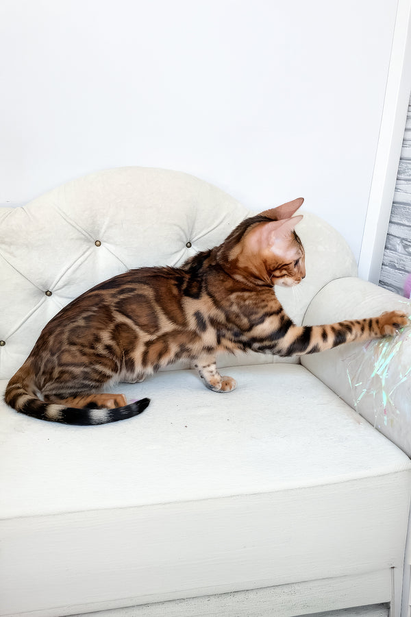 Lilu | Bengal Kitten