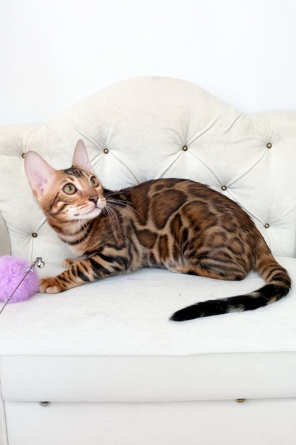 Lilu | Bengal Kitten