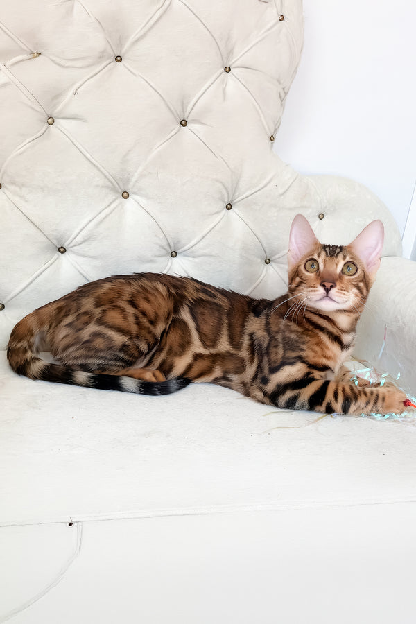 Lilu | Bengal Kitten