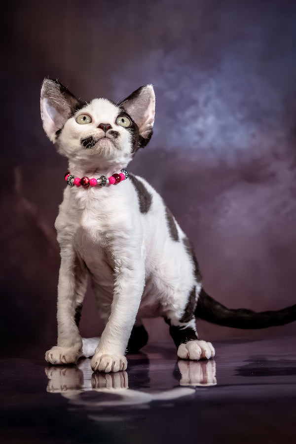 Lilu | Devon Rex Kitten