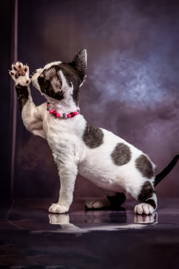 Lilu | Devon Rex Kitten