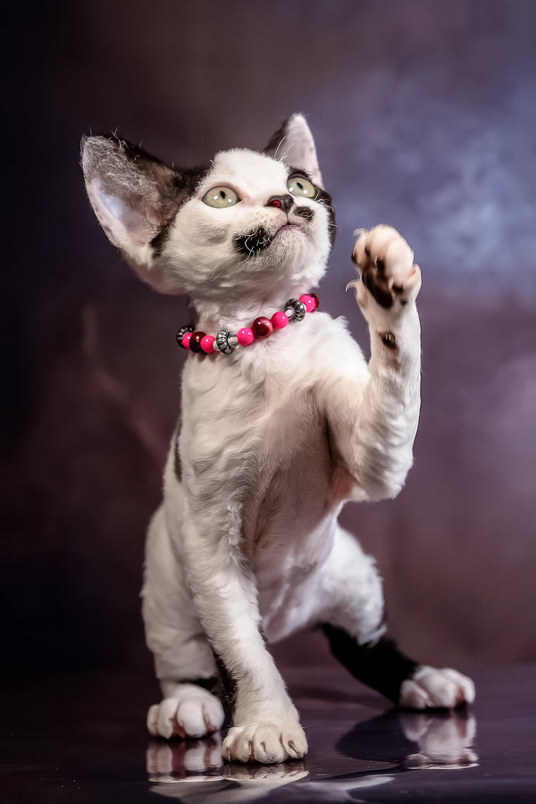 Lilu | Devon Rex Kitten