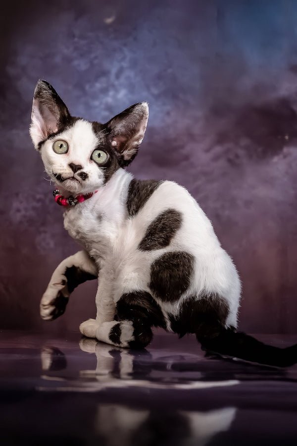 Lilu | Devon Rex Kitten