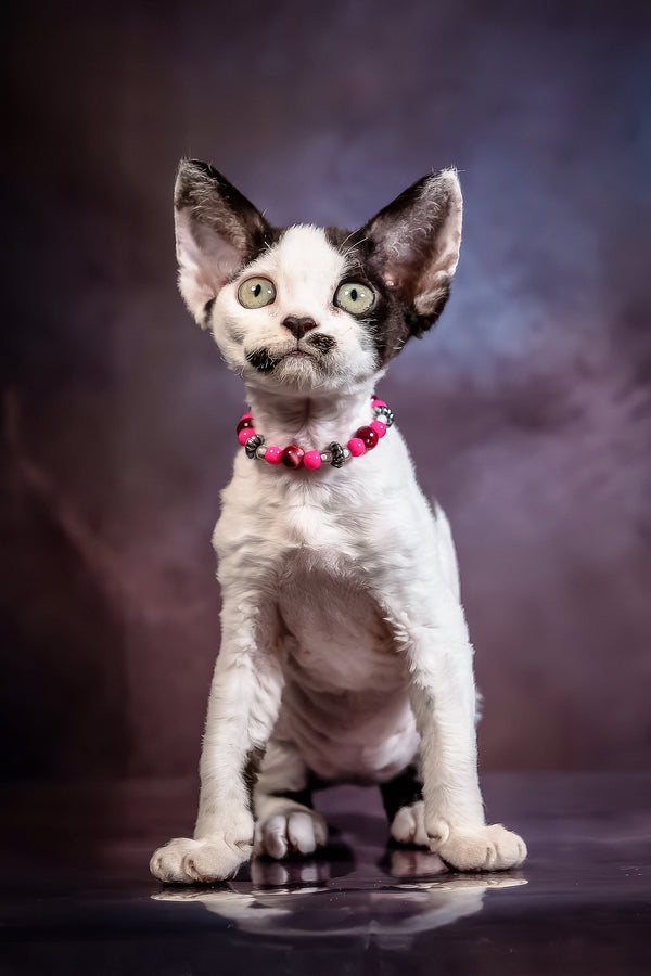 Lilu | Devon Rex Kitten