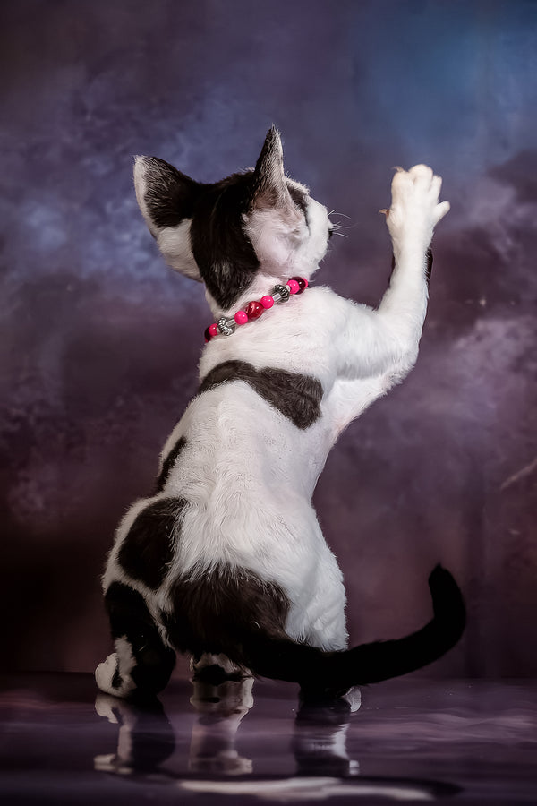 Lilu | Devon Rex Kitten