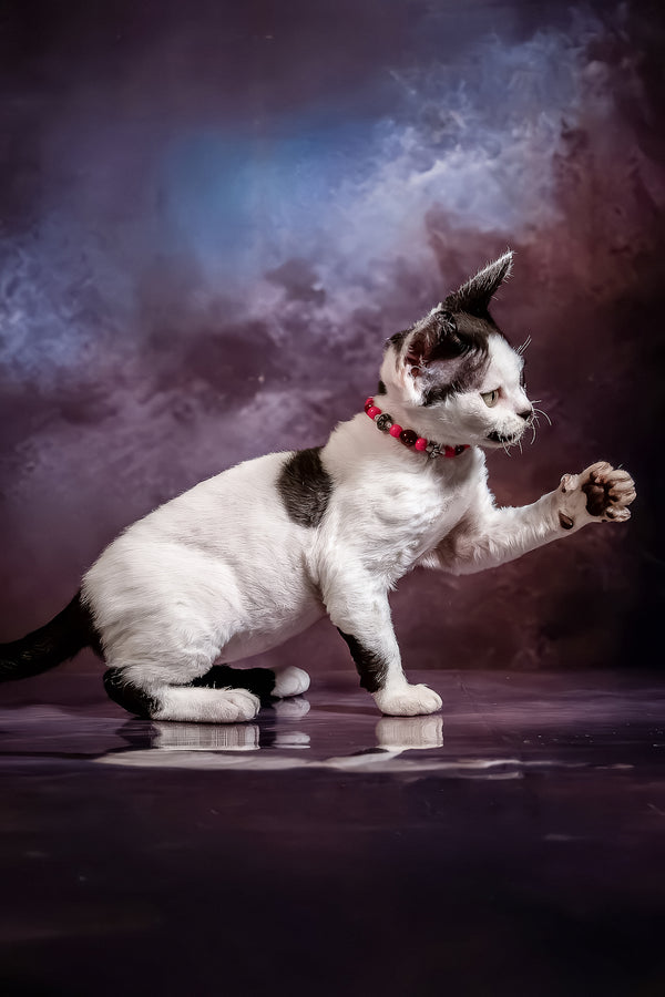 Lilu | Devon Rex Kitten