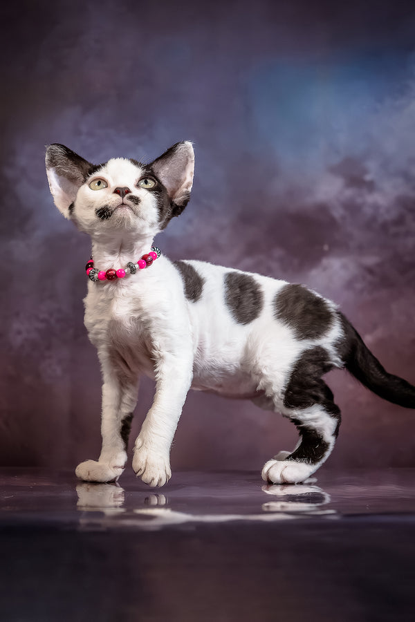 Lilu | Devon Rex Kitten