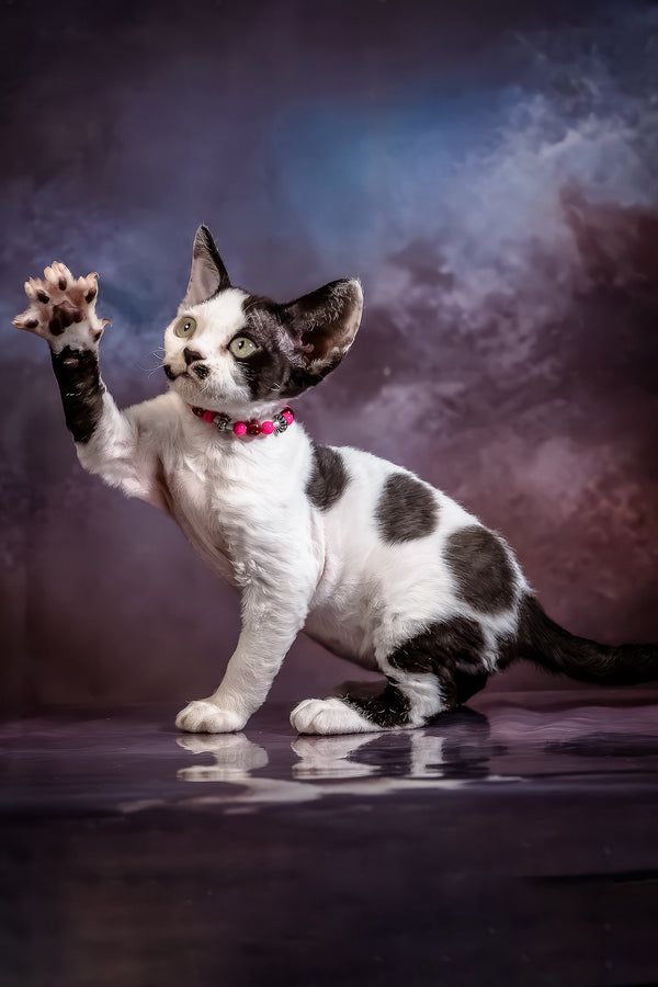Lilu | Devon Rex Kitten
