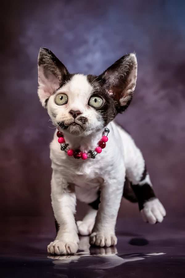 Lilu | Devon Rex Kitten