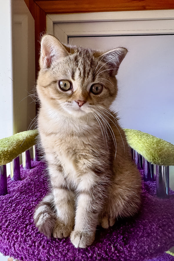 Lily | Scottish Straight Kitten