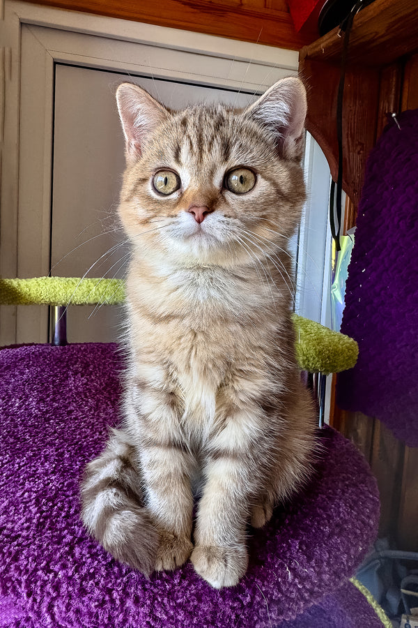 Lily | Scottish Straight Kitten