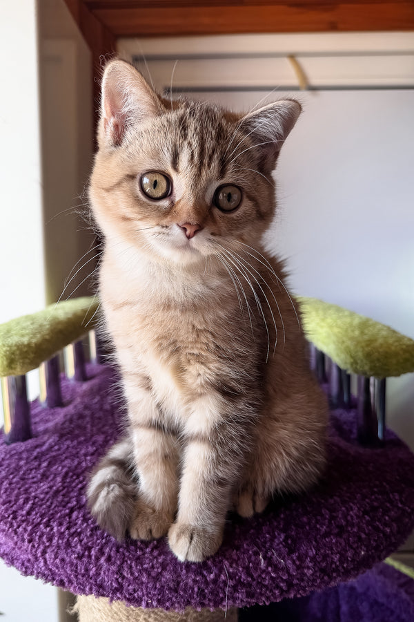 Lily | Scottish Straight Kitten
