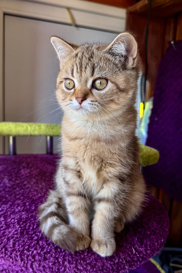 Lily | Scottish Straight Kitten