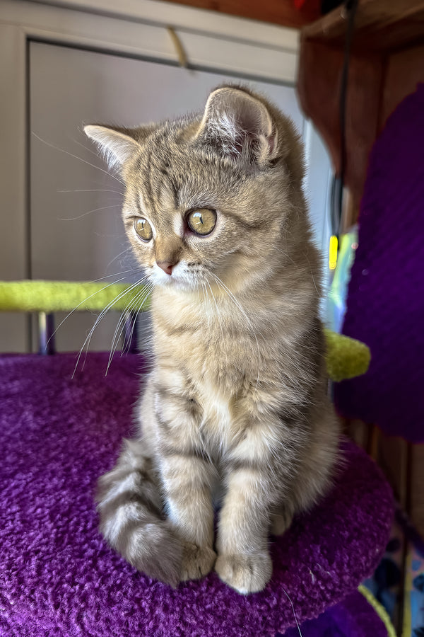 Lily | Scottish Straight Kitten