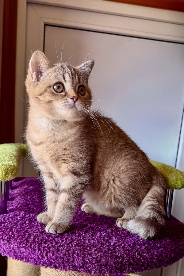 Lily | Scottish Straight Kitten