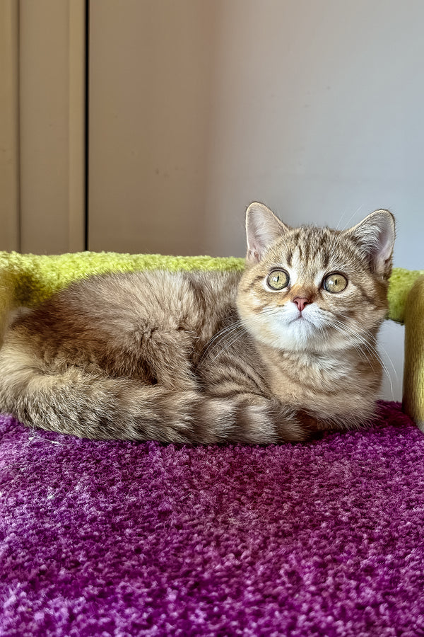 Lily | Scottish Straight Kitten