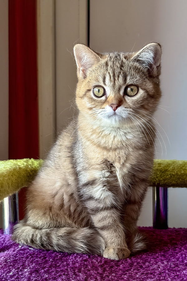 Lily | Scottish Straight Kitten