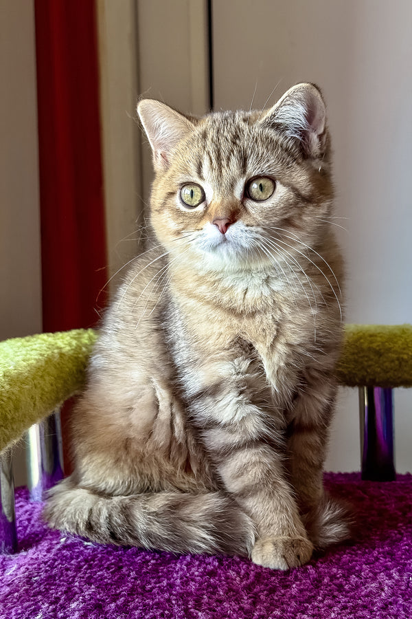 Lily | Scottish Straight Kitten